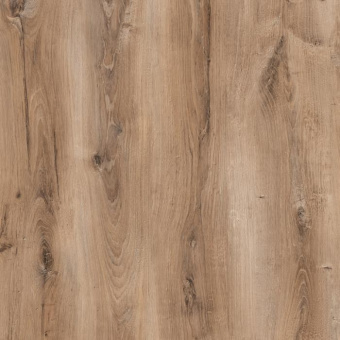  SF60 Дуб Берлин