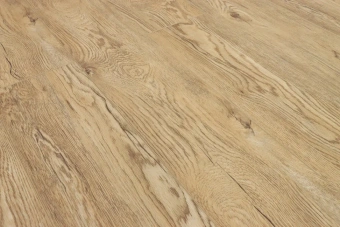 Дуб Золотистый