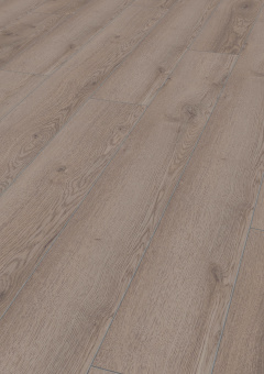 4727 Дуб горный серый