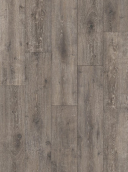 CPE8312 Дуб Сумеречный