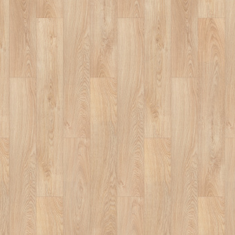 Дуб шервуд северный