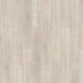 Дуб северный