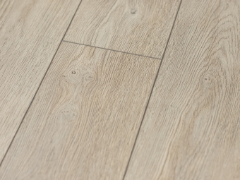 Сосна Русская