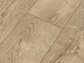 Сосна Княжеская